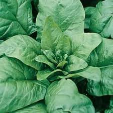 We did not find results for: Spinach Tyee Hybrid Seed Kingdom
