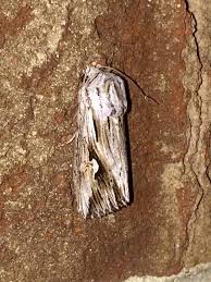 Image result for Telechrysis tripuncta