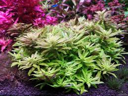 Image result for Limnophila