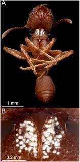 The pest that invades the fungus gardens that ants maintain is bacteria. Frontiers Pseudonocardia Symbionts Of Fungus Growing Ants And The Evolution Of Defensive Secondary Metabolism Microbiology