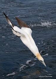 White Bird With Blue Feet Diving Gannet Gannet Bird Gannet Pet Birds