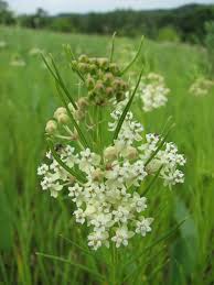 Asclepias Verticillata Whorled Milkweed