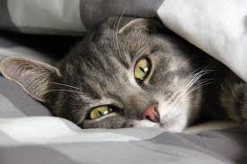 The treatment of choice for a solitary liver tumor is surgery, provided that it has not spread to another internal organ.an abdominal incision is made to expose the liver and associated tumor. Feline Lymphoma Senior Paws Compassionate Pet Care In Texas