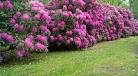 Culture du rhododendron Espace pour la vie
