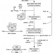 Schematic Diagram Of Translation Initiation In Eukaryotes