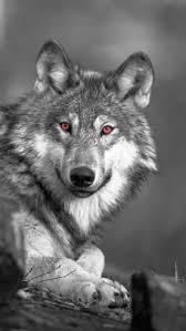 Raised by wolves wallpaper 2. Predator Stare Css Black Iphone Monochrome Neon Red Samsung Vsco Wolf Hd Mobile Wallpaper Peakpx