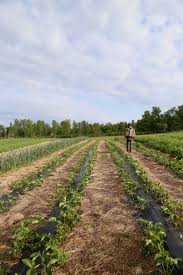 More images for plastic under wood chips » Strawberries In The Spring Garden Inspiration Straw Mulch Tree Farms