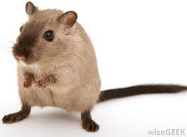 What Are The Differences Between A Hamster And A Gerbil Gerbil Cute Hamsters Hamster