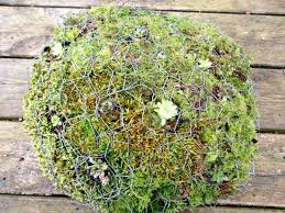 And mudhead is called to the stand—that one over there, says mr. How To Make A Chicken Wire And Moss Toadstool Craft Invaders