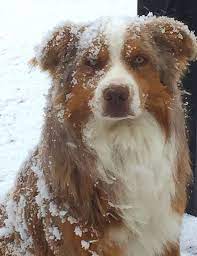 Maybe you would like to learn more about one of these? Available Puppies Frying Pan Ranch Australian Shepherd Puppies For Sale Colorado Australian Shepherd Australian Shepherd Puppy For Sale Shepherd Puppies