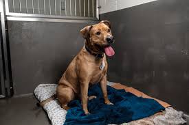 Pet shop · newburgh, in, united states. Newburgh Animal Control Shelter Desperately Needs Supplies