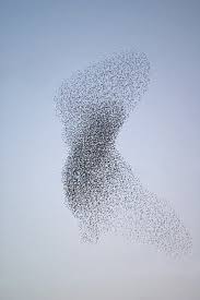 Why Do Birds Fly South For The Winter Riddle Love These Birds They Are Starlings I Believe They Fly In These Amazingly Beautiful Patterns Together It S Really Birds In The Sky Starling Bird Pictures