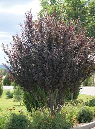 The pots add color to the garden as well as through the pot's different glazes, ceramic finishes and paints. 12 Tiny Trees For Small Yards Signals Az