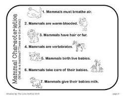 Mammal Characteristics Free Mammals Mammals Activities Mini Books