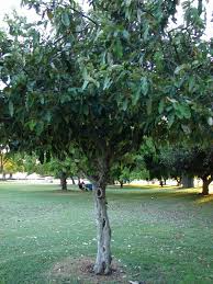 Image result for Heritiera