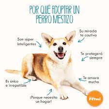 Lo daré todo hasta el final. Pin En Pets