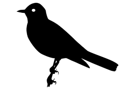 Download Robin Bird Silhouette Graphic By Idrawsilhouettes Creative Fabrica SVG Cut Files
