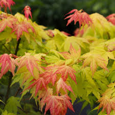 Image result for Acer palmatum `Orange Dream`