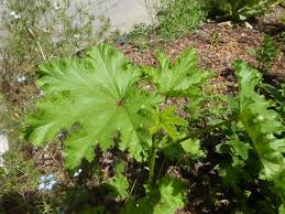 Image result for Malva verticillata