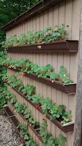 Strawberries Joannagaines Strawberries Erdbeeren Erdbeeren Mueller Mueller Muller Has Diy Raised Garden Raised Garden Beds Diy Vegetable Garden Design