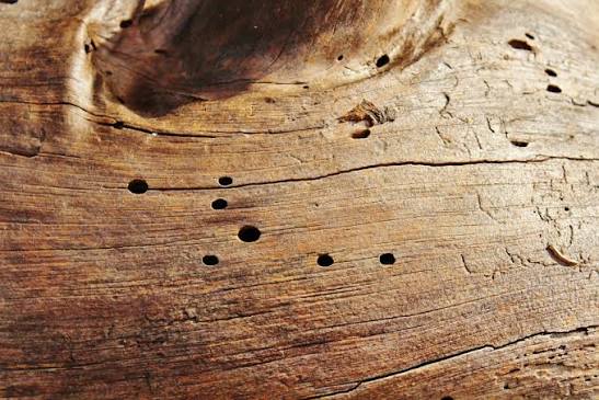 Signs of woodworm to look for & preventing woodworm in your furniture | Axatax