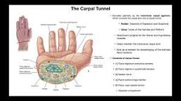 Image of Carpal tunnel anatomy