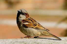 House Sparrow Backyard Birds House Sparrow Pet Birds