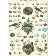 Bird Nests And Eggs Chart Vintage Style Poster