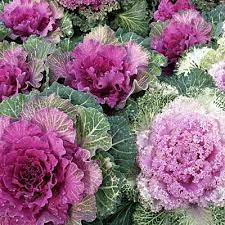 They do not produce heads and feature purple or green outer leaves surrounding an inner grouping of smaller leaves in white, red, or pink. Buy Ornamental Cabbage Pink Kale Plant Online At Plantsguru Com