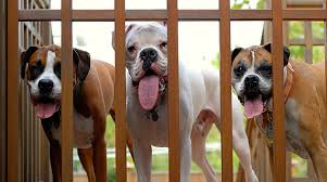 Hotels may provide old bedding and towels for use in cages. Want To Start An Animal Shelter Petfinder