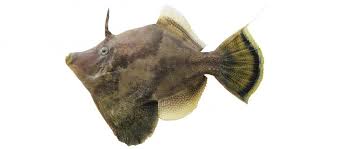 Image result for Monanthotaxis ferruginea