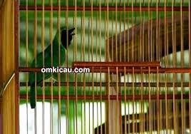Selain memberikan buah sebagai pakan utamanya, berikan juga jangkrik sebanyak 3 pagi. Cucak Ijo Dalang Orbitan Abah Hudan 911 Sf Rawatan Minimalis Tampil Tanpa Didis Om Kicau