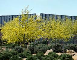 Top hotels close to palo verde historical museum. Desert Museum Palo Verde San Diego Sustainable Landscapes Program