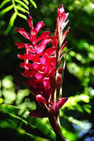 Pin By Emily Lin On Gardening Ginger Plant Ginger Flower Growing Ginger