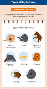 types of seizures in dogs canna pet