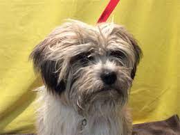 Pin On Dogs For Adoption