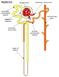 Human Excretory System Scienceeasylearning
