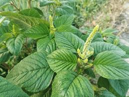 Image result for Amaranthus viridis