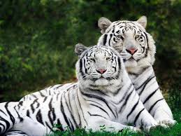 Fonds D Ecran Hd Tigres Http Wallpapic Fr Animaux Tigres Wallpaper 22663 Animaux Animaux Insolites Animales
