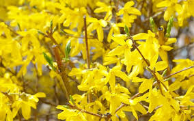 Bouquets, baskets, gifts, gourmet food 12 Best Yellow Late Flowering Plants For Beautiful Winter Gold