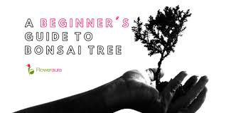 Make sure not to over prune, and always prune and trim your bonsai tree before and after the growing season. A Beginner S Guide To Bonsai Trees