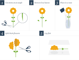 A reformer who opposes the use of intoxicating beverages. How To Press Flowers 4 Ways To Press Flowers Step By Step