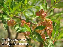 Image result for Combretum kraussii