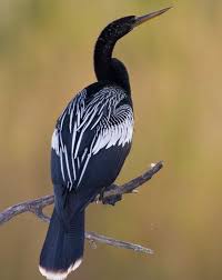 Colorful Bird With Big Feathers Nature Birds Image By Vesna Dimitrova On Passaros Birds Beautiful Birds