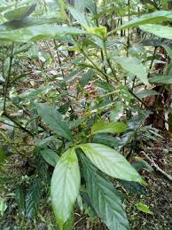 Image result for Psychotria cinerea