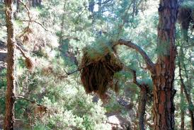 Die 10 esperanza wald auf teneriffa. Esperanza Wald Runde Wildnis Wandern De