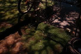 barbecue — tierneyailish