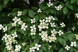 Cornus Elliptica Or C Angustata Empress Of China The Landscape Of Us Empress Of China Landscape Garden Images