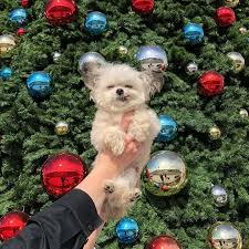 I M A Christmas Norbulb Cute Animals Christmas Puppy Dogs