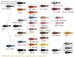 Koi Fish Color Chart Love It Koi Fish Colors Koi Koi